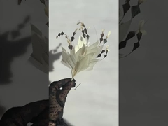 colección de monturas de plumas